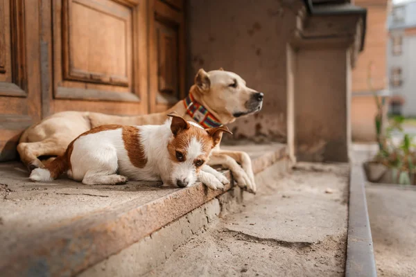 Dog breed American Staffordshire Terrier and Jack Russell Terrier — Stock Photo, Image