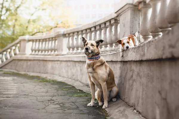 Blandras hund i höst park — Stockfoto