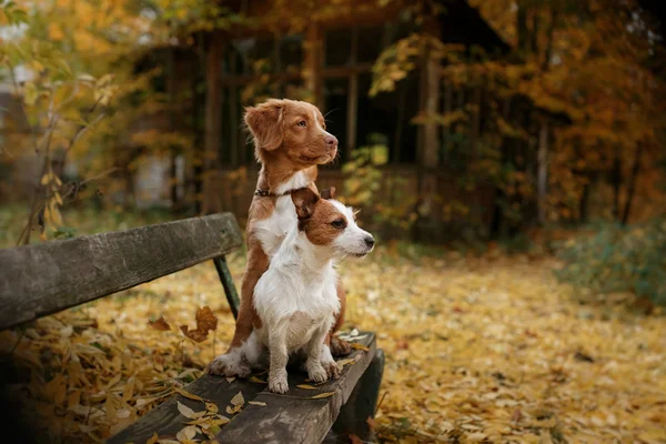 Pies rasy Nova Scotia Duck Tolling Retriever i Jack Russell Terrier — Zdjęcie stockowe
