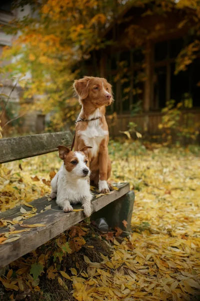 Hondenras Nova Scotia Duck Tolling Retriever en Jack Russell Terriër — Stockfoto