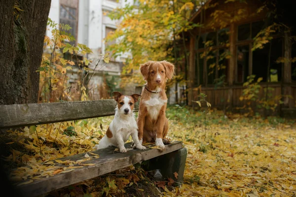 Cría de perros Nova Scotia Duck Tolling Retriever y Jack Russell Terrier —  Fotos de Stock