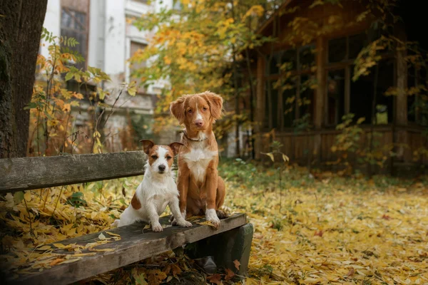 Koirarotu Nova Scotia Duck Tolling Noutaja ja Jack Russell Terrier — kuvapankkivalokuva