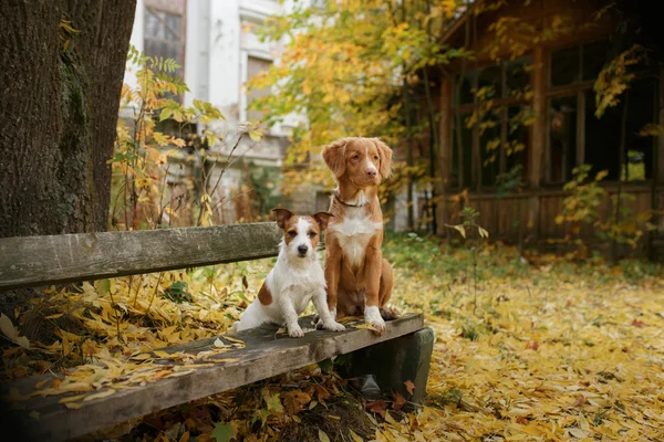 Cría de perros Nova Scotia Duck Tolling Retriever y Jack Russell Terrier — Foto de Stock