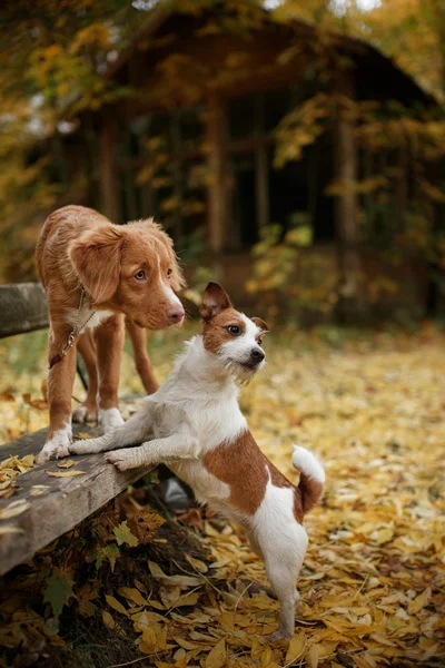Cría de perros Nova Scotia Duck Tolling Retriever y Jack Russell Terrier — Foto de Stock