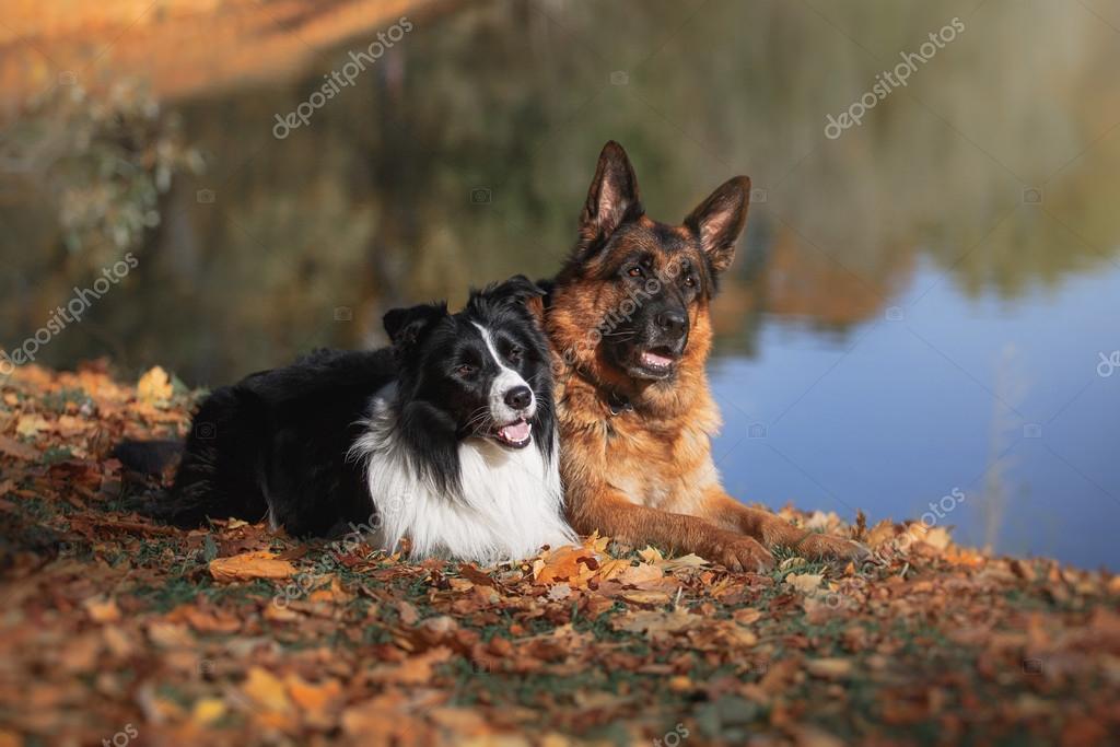 Dog breed Border Collie and German Shepherd — Stock Photo