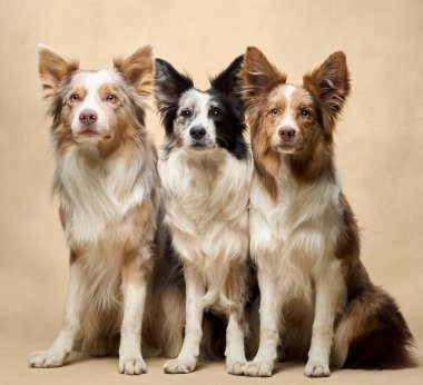 Dört Sınır Köpekleri eşit aralıklarla oturur, bej bir arka planda rahat ve tetikte bir şekilde kameraya bakarlar..