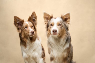 Bir çift Sınır Köpeği, yumuşak bir bej arka plana karşı yan yana poz verir ve sakince ileriye bakar..