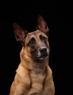 Köpeğin başını hafifçe kaldırdığı ve kamera seviyesinin üzerine odaklandığı yan dönmüş bir poz..