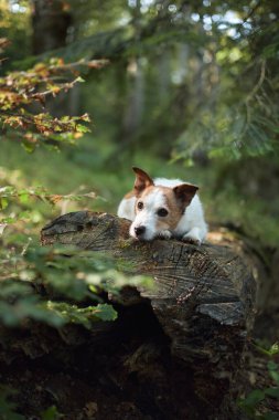 Bir Jack Russell Terrier, ilginç bir şekilde büyük bir yatay bagajın kenarından bakar. Keresteyi çevreleyen yoğun yeşil orman bitkileri.