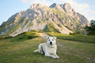Beyaz bir köpek bir dağ arkaplanının önündeki kısa çimenlerin üzerinde sakince dinlenir. Çerçeve, hayvan ve kara arasında barışçıl bir bağlantı yakalıyor..