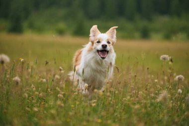 Bir Border Collie çiçek dolu çimenlik bir alanda kulakları açık ve ağzı açık bir şekilde hızla hareket eder. Arka plan orman tonlarıyla yumuşaktır..