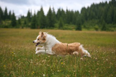 Köpek yeşil bir tarlada ilerlerken uzanan pençeleriyle yere doğru koşar. Uzak ağaçlar arka planı oluşturur..