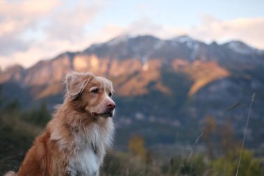 Bir Nova Scotia Retriever profili, yumuşak akşam ışığı kürküne dokunurken açıkça gösterilir. Bulanık dağlar arka planı oluşturur.