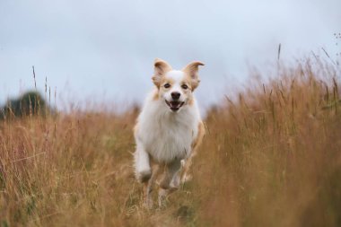 Açık renkli Border Collie bir patika boyunca kameraya doğru koşuyor. Altın çimenler ve bulanık arka plan doğal, dinamik bir görünüm yaratır..