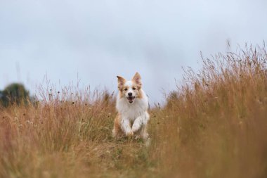 Bir Border Collie, başı eğik ve odaklanmış bir ifadeyle ilerler. Kuru otlar köpeği hareket halinde çerçeveler..