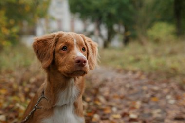 Köpek doğurmak Nova Scotia Duck Tolling Retriever