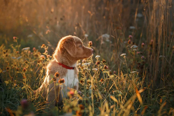 Kutya tenyészt Nova Scotia Duck Retriever autópályadíj — Stock Fotó