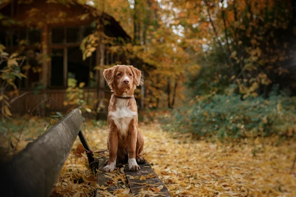 Raça de cães Nova Scotia Duck Tolling Retriever — Fotografia de Stock