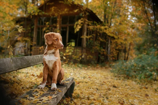 Raça de cães Nova Scotia Duck Tolling Retriever — Fotografia de Stock