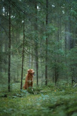 Köpek, yosunlu zemin ile çevrili uzun ince ağaçlarda tek başına duruyor. Ormanın dikey çizgileri çerçevede derinlik ve yapı yaratır..