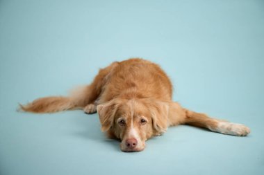 Köpek mavi zemine uzanıyor ve yorgun ya da rahat görünüyor..