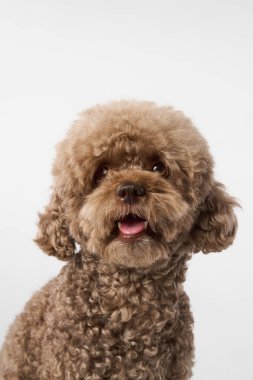 Kahverengi bir kaniş stüdyo ışıklarında pofuduk buklelerle kameraya bakar. Beyaz arka plan köpeği açıkça izole ediyor..