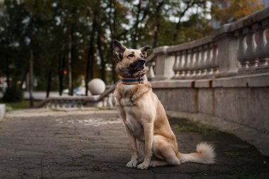 Karışık doğurmak köpek sonbahar Park