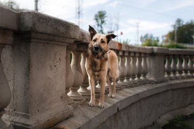 Karışık doğurmak köpek sonbahar Park