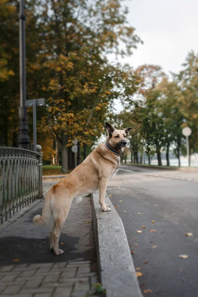 Mieszany rasa psa w parku jesień — Zdjęcie stockowe
