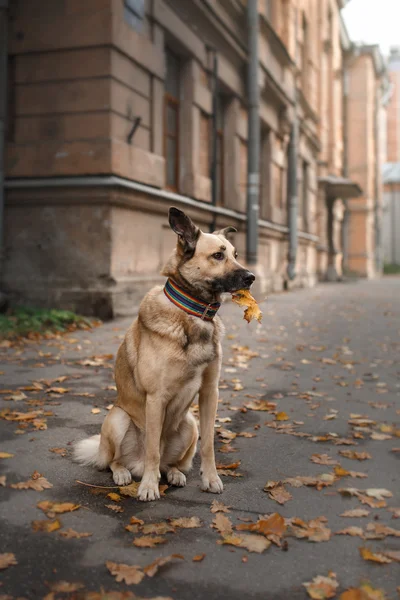 Perro de raza mixta en el parque de otoño —  Fotos de Stock