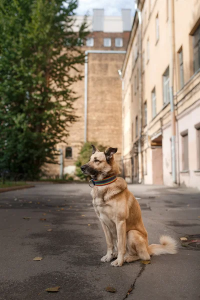 Blandras hund i höst park — Stockfoto