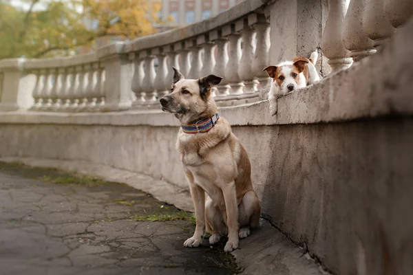 Blandras hund i höst park — Stockfoto