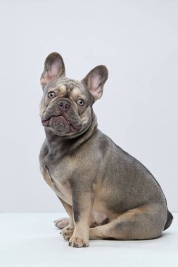 Köpek, kulakları açık ve dikkatli bir bakışla beyaz bir zeminde dik oturur. Sade stüdyo arka planı onun simetrik duruşunu vurgular.