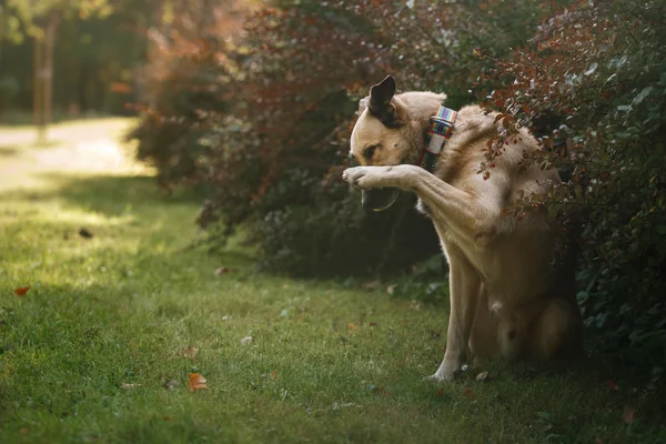 Пес смешанной породы в осеннем парке — стоковое фото