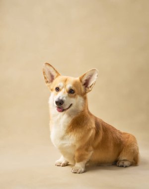 Corgi dik oturur ve mutlu bir ifadeyle ileriye bakar..