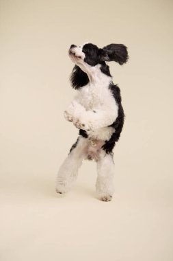 Köpek oyuncu bir hareketle arka ayakları üzerinde duruyor. Temiz bej stüdyo alanı beyaz ve siyah ceketini vurguluyor..