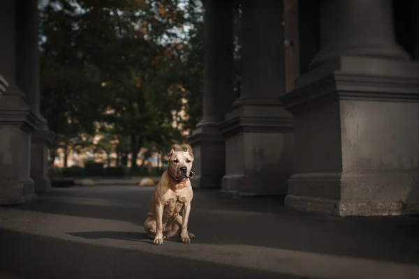 Hund rasen American Staffordshire Terrier — Stockfoto