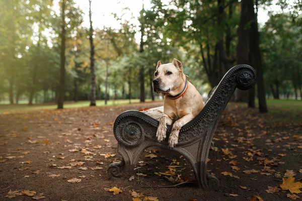 Raça de cão American Staffordshire Terrier — Fotografia de Stock