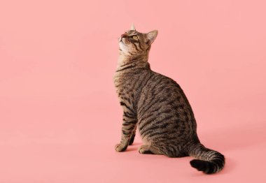 Çizgili kedi dört ayak üzerinde oturur ve ilgiyle yukarı bakar. Bedeni hala duruyor..