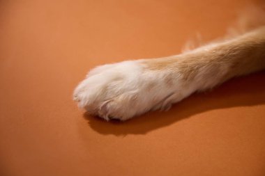 Fotoğraf, ön pençenin yerde dümdüz durduğunu, kürk dokusunun ve ışığın altını çizdiğini gösteriyor. Detaylara odaklanmış minimal bir sahne.