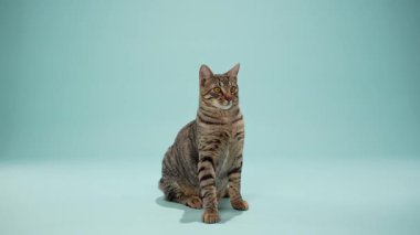 Gri bir tekir kedi ortaya oturmuş ve gözünü dikmiş bakıyor. Duruş tetikte ve sakin, dengeli bir görünüm yaratıyor..