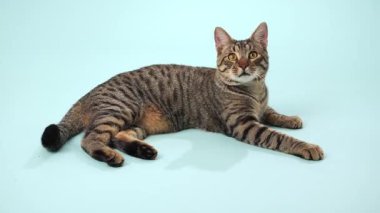 Kedi yerde yatar ve hareket eden bir oyuncağa vurmak için patisini kaldırır. Gevşek duruş, tetikte olma durumuyla çelişiyor..