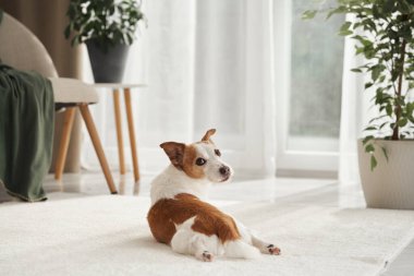 Bir Jack Russell Terrier pencerenin yanındaki parlak bir katta yatıyor, kulakları açık ve rahat görünüyor. Doğal ışık ve nötr dekor, sakin iç mekanın etrafını sarar..