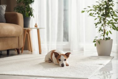 Jack Russell Terrier, perdeleri ve iç mekan bitkileriyle pencerenin önündeki yumuşak beyaz halıda dinlenir. Huzurlu bir yaşam alanında sakin ve hoşnut görünüyor..