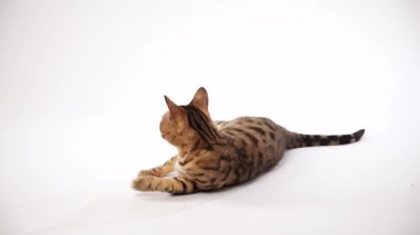 Bir tekir beyaz bir zeminde yatıyor, ön pençesi şakacı bir hareketle kaldırılmış. Işıklandırma yumuşak kürk ve odak sağlar.