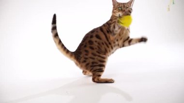 Sarı bir oyuncağın üzerinde ağzı olan bir kedi dört ayak üzerinde duruyor. Ön patileri sabit ve kuyruğu yukarıda..