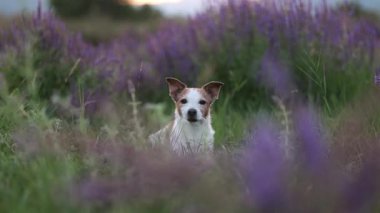 Bir Jack Russell Terrier kafası bir çayırda uzun lavanta çiçeklerinin arasında belirir. Bitkilerin yumuşak bulanıklığı alarm köpeğinin etrafını sarar.