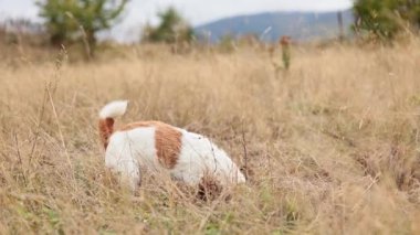 Köpek kafasını uzak ağaçlar ve görülebilir gökyüzü ile birlikte uzun kahverengi otların içine indirir..