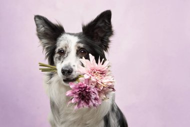Bir Border Collie pembe bir çiçek sapını nazikçe dişlerinin arasında tutar, içeride poz verir..