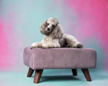 Bir kaniş sakin bir şekilde küçük bir bankta uzanır rüya gibi pembe ve mavi bir arka planı vardır..